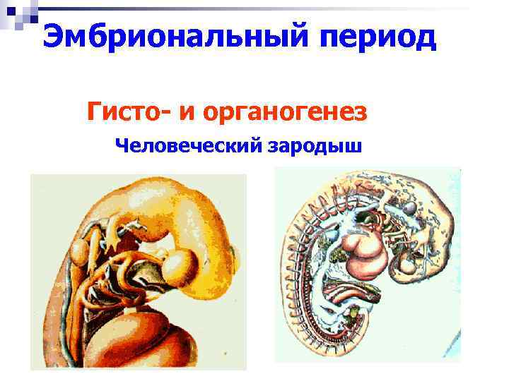 Гистогенез и органогенез рисунок