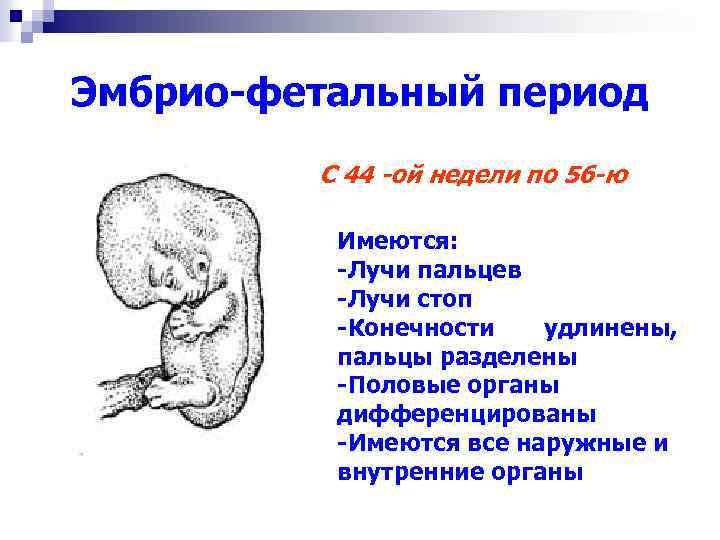 Эмбрио-фетальный период С 44 -ой недели по 56 -ю Имеются: -Лучи пальцев -Лучи стоп
