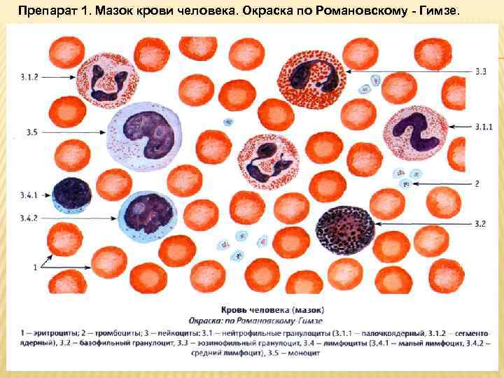 Мазок крови фото