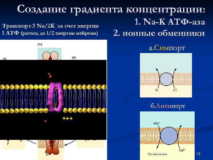 Создание градиента концентрации: Транспорт 3 Na/2 K за счет энергии 1 АТФ (расход до