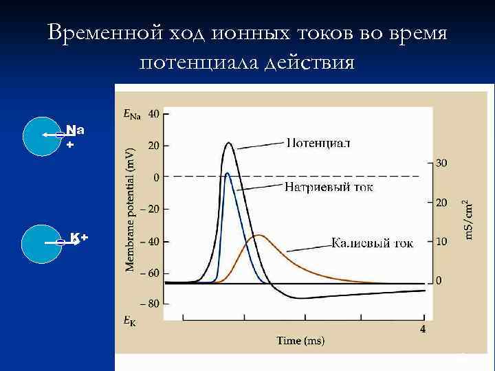 Временной ход ионных токов во время потенциала действия Na + K+ 18 