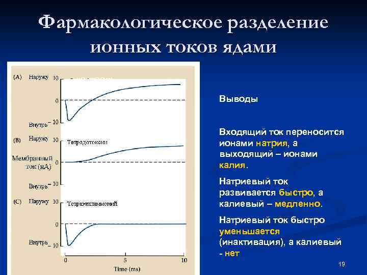 Фармакологическое разделение ионных токов ядами контроль Выводы Калиевый ток Входящий ток переносится ионами натрия,