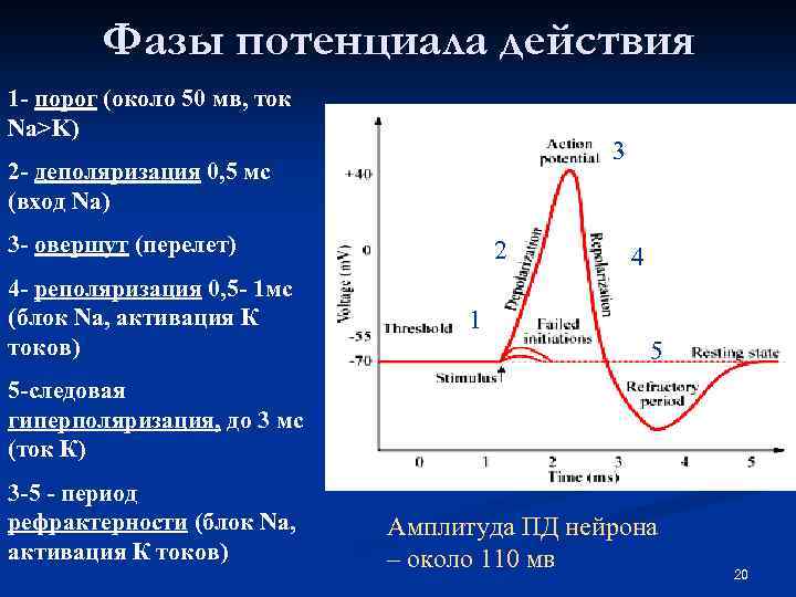 Фазы потенциала действия 1 - порог (около 50 мв, ток Na>K) 3 2 -