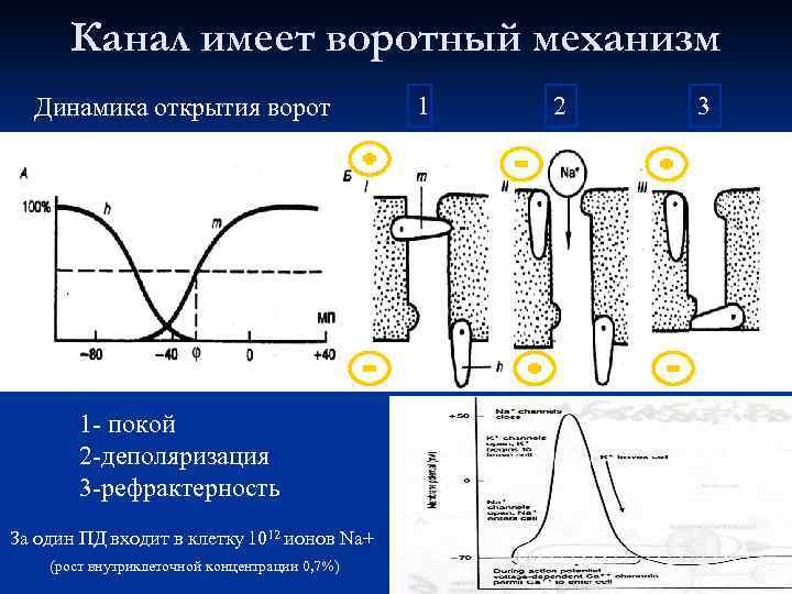 Канал имеет воротный механизм Динамика открытия ворот 1 2 3 1 - покой 2