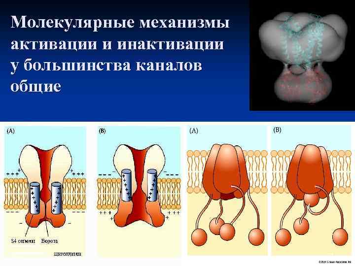 Молекулярные механизмы активации и инактивации у большинства каналов общие 24 