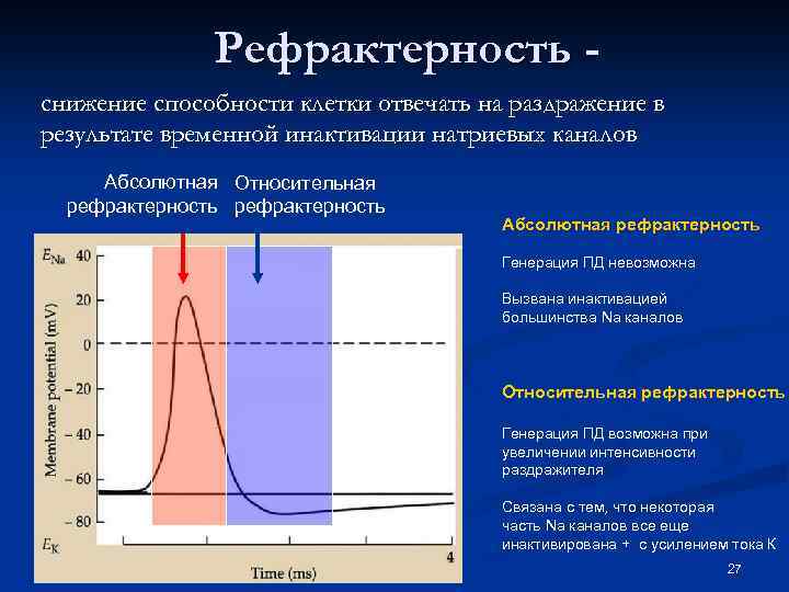 Рефрактерность снижение способности клетки отвечать на раздражение в результате временной инактивации натриевых каналов Абсолютная