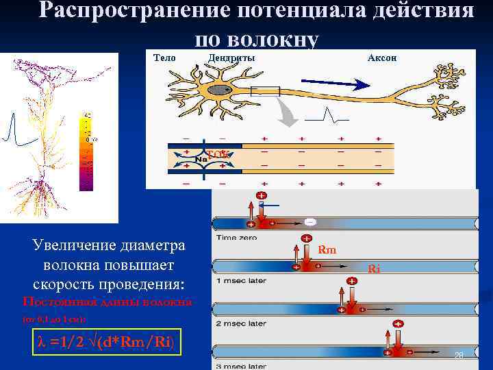 Распространение потенциала действия по волокну Тело Дендриты Аксон ток Увеличение диаметра волокна повышает скорость