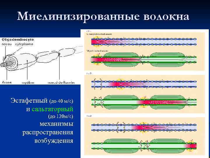 Миелинизированные волокна Эстафетный (до 40 м/с) и сальтаторный (до 120 м/с) механизмы распространения возбуждения