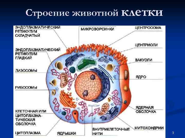 Строение животной клетки 3 