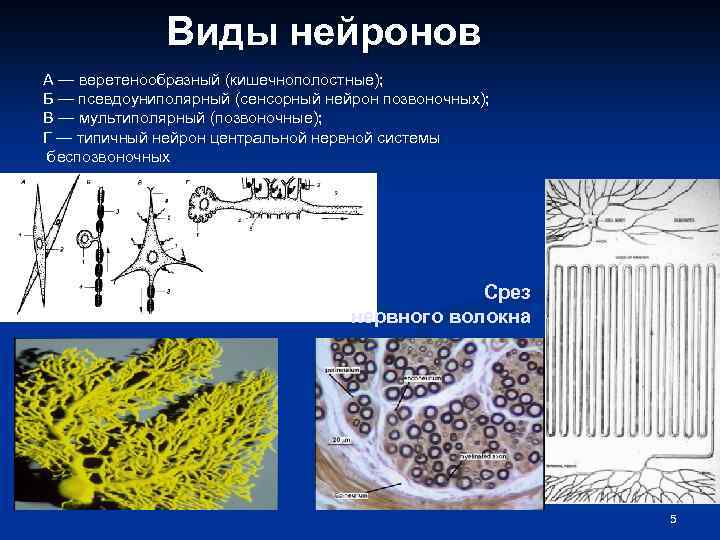 Виды нейронов А — веретенообразный (кишечнополостные); Б — псевдоуниполярный (сенсорный нейрон позвоночных); В —