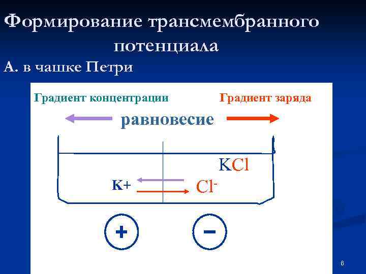 Формирование трансмембранного потенциала А. в чашке Петри Градиент заряда Градиент концентрации равновесие KCl K+