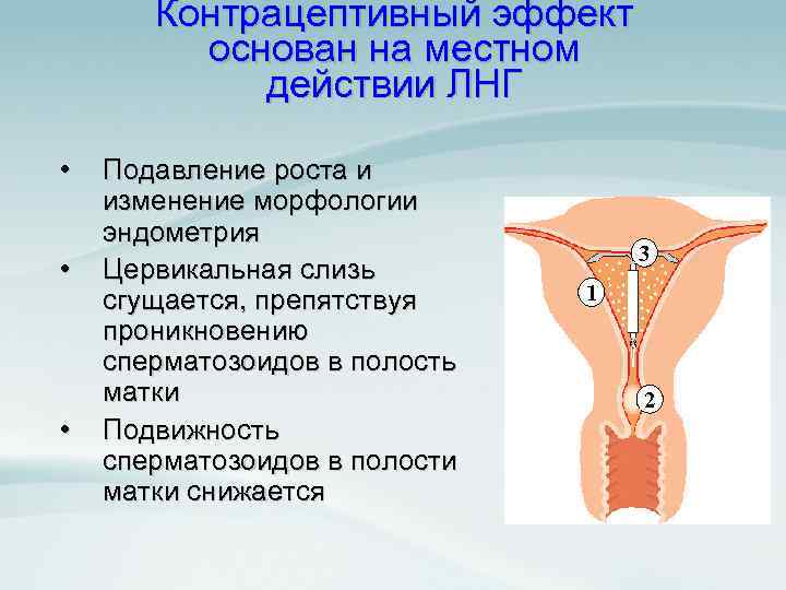 Контрацептивный эффект основан на местном действии ЛНГ • • • Подавление роста и изменение