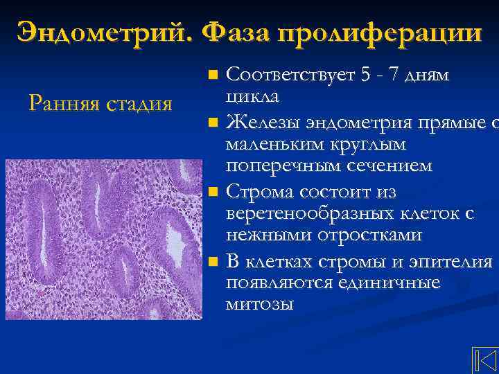 Эндометрий. Фаза пролиферации Соответствует 5 - 7 дням цикла Железы эндометрия прямые с маленьким