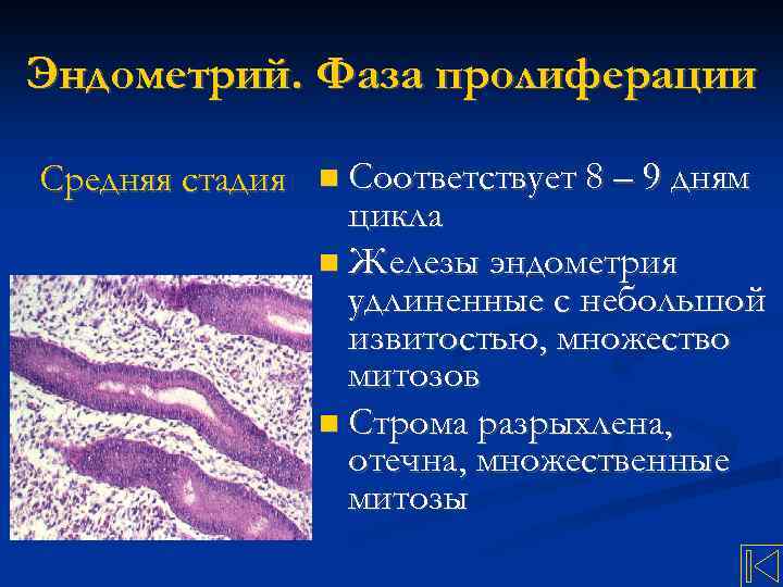 Эндометрий. Фаза пролиферации Средняя стадия Соответствует 8 – 9 дням цикла Железы эндометрия удлиненные