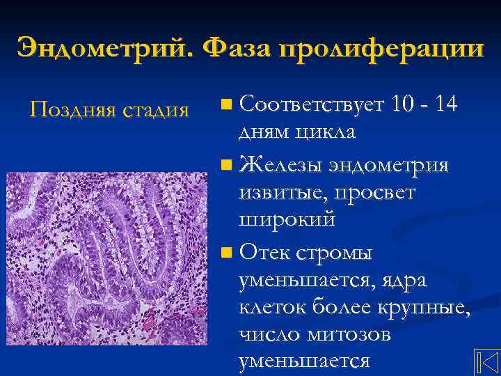 Эндометрий. Фаза пролиферации Поздняя стадия Соответствует 10 - 14 дням цикла Железы эндометрия извитые,
