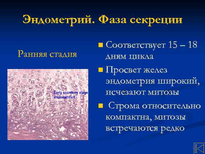 Эндометрий. Фаза секреции Ранняя стадия Соответствует 15 – 18 дням цикла Просвет желез эндометрия