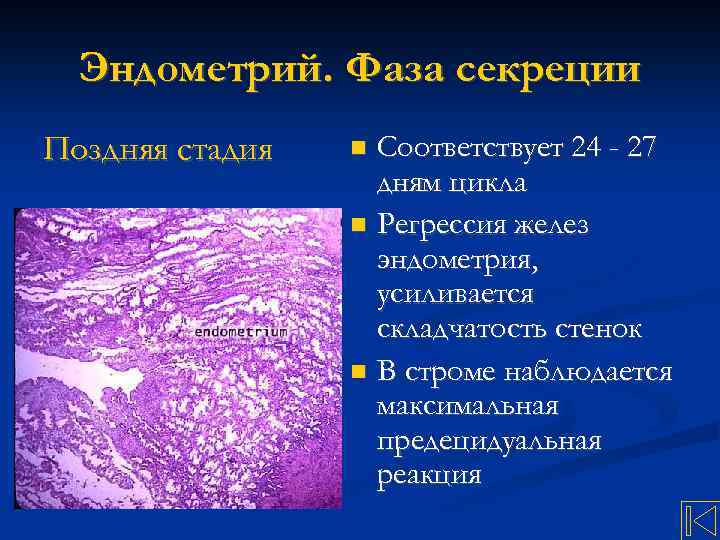 Эндометрий. Фаза секреции Поздняя стадия Соответствует 24 - 27 дням цикла Регрессия желез эндометрия,