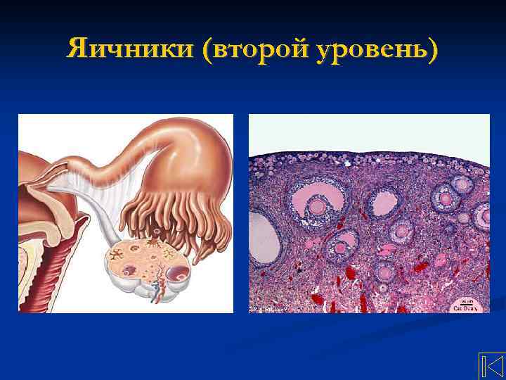 Яичники (второй уровень) 