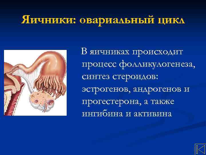 Яичники: овариальный цикл В яичниках происходит процесс фолликулогенеза, синтез стероидов: эстрогенов, андрогенов и прогестерона,