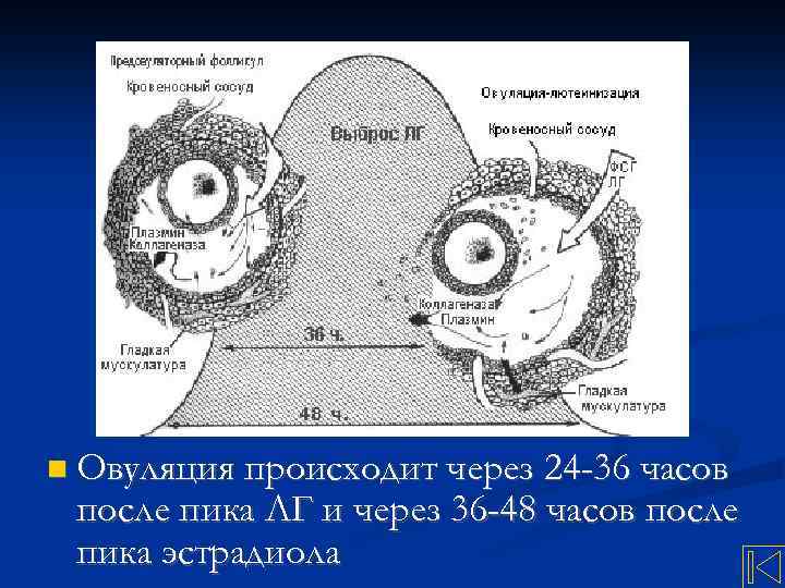  Овуляция происходит через 24 -36 часов после пика ЛГ и через 36 -48