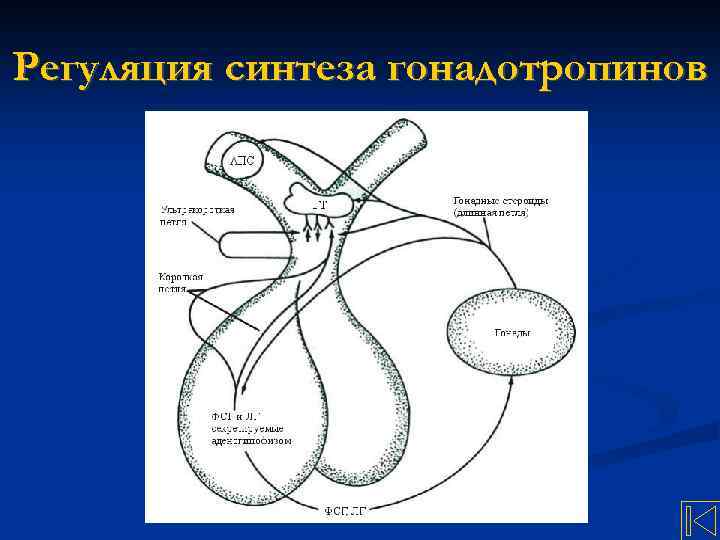 Регуляция синтеза гонадотропинов 