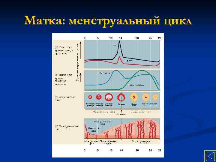 Матка: менструальный цикл 