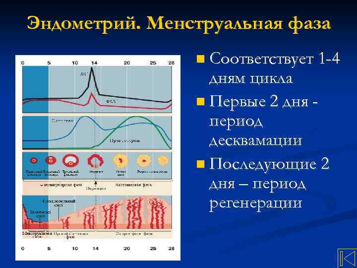 Цикл эко по дням схема короткий