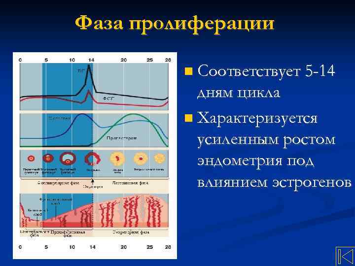 Презентация на тему менструационный цикл и регуляция