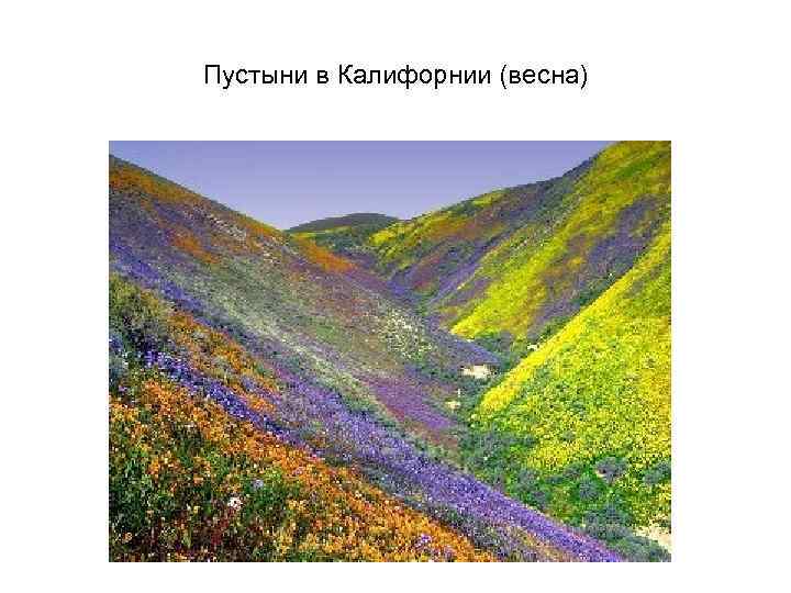 Пустыни в Калифорнии (весна) 