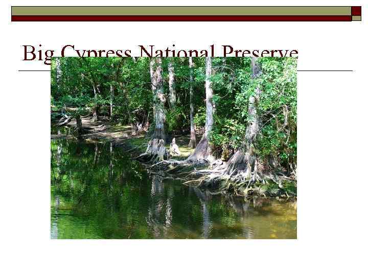 Big Cypress National Preserve 