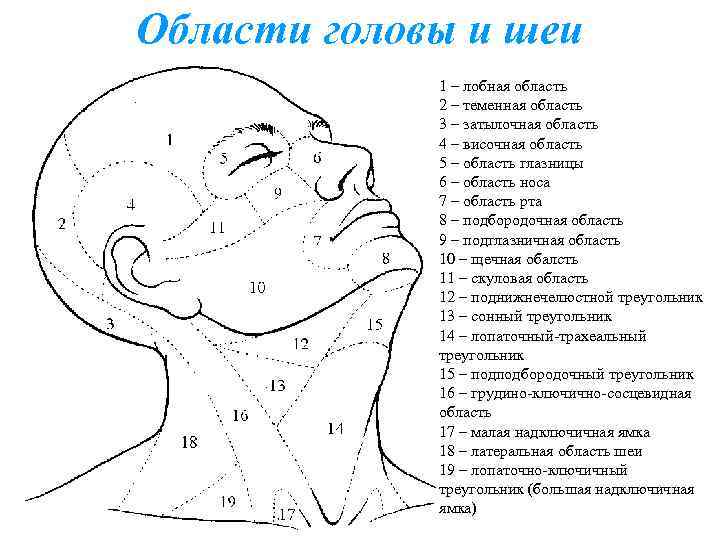 Области головы анатомия рисунок с подписями