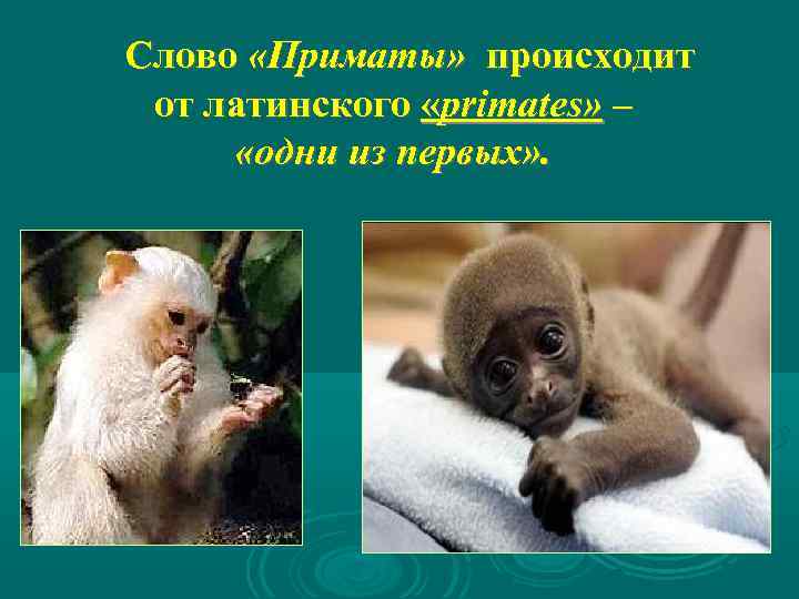 Слово «Приматы» происходит от латинского «primates» – «одни из первых» . 