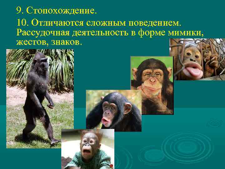 9. Стопохождение. 10. Отличаются сложным поведением. Рассудочная деятельность в форме мимики, жестов, знаков. 