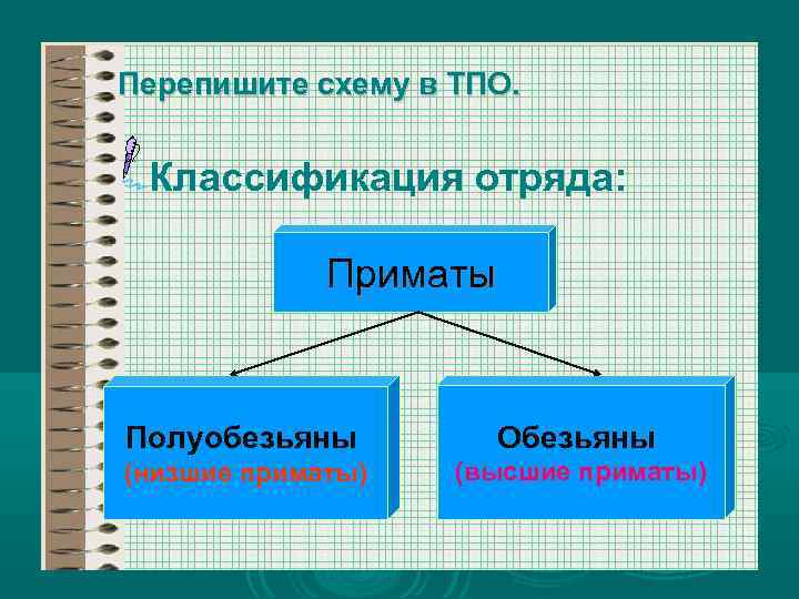 Перепишите схему в ТПО. Классификация отряда: Приматы Полуобезьяны Обезьяны (низшие приматы) (высшие приматы) 