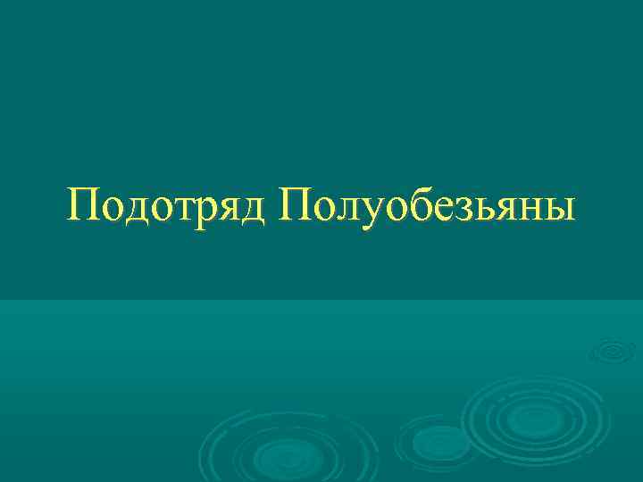 Подотряд Полуобезьяны 
