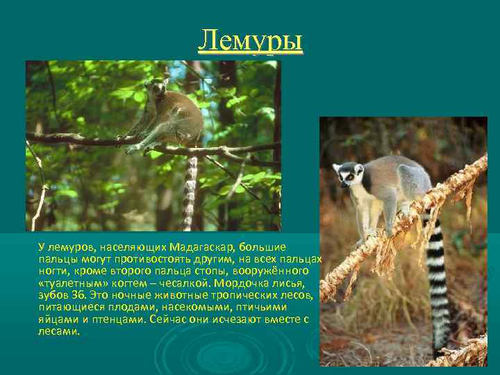 Лемуры У лемуров, населяющих Мадагаскар, большие пальцы могут противостоять другим, на всех пальцах ногти,