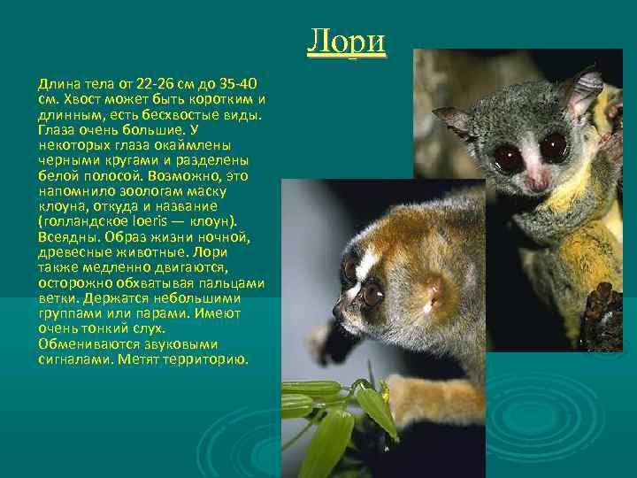 Лори Длина тела от 22 -26 см до 35 -40 см. Хвост может быть