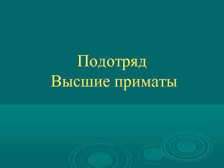 Подотряд Высшие приматы 