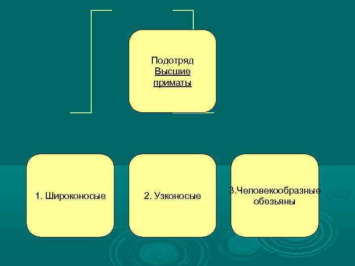 Подотряд Высшие приматы 1. Широконосые 2. Узконосые 3. Человекообразные обезьяны 