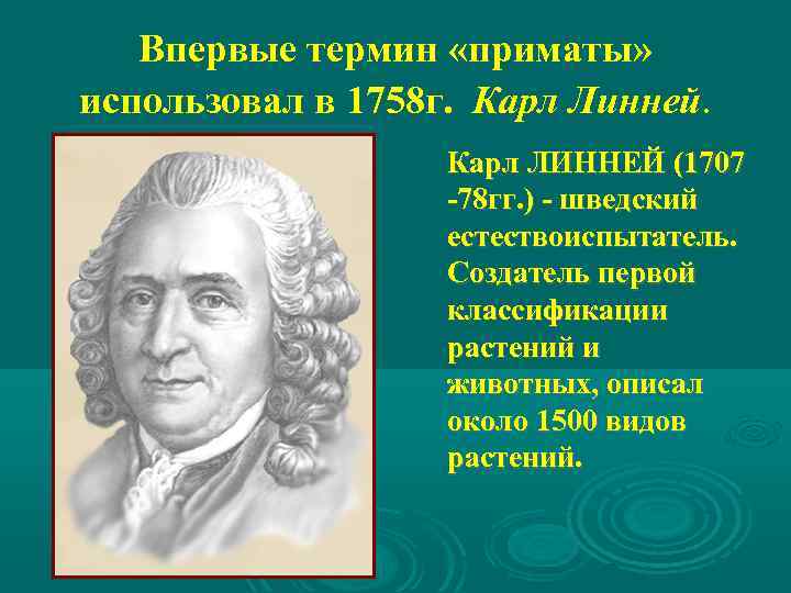 Впервые термин «приматы» использовал в 1758 г. Карл Линней. Карл ЛИННЕЙ (1707 -78 гг.