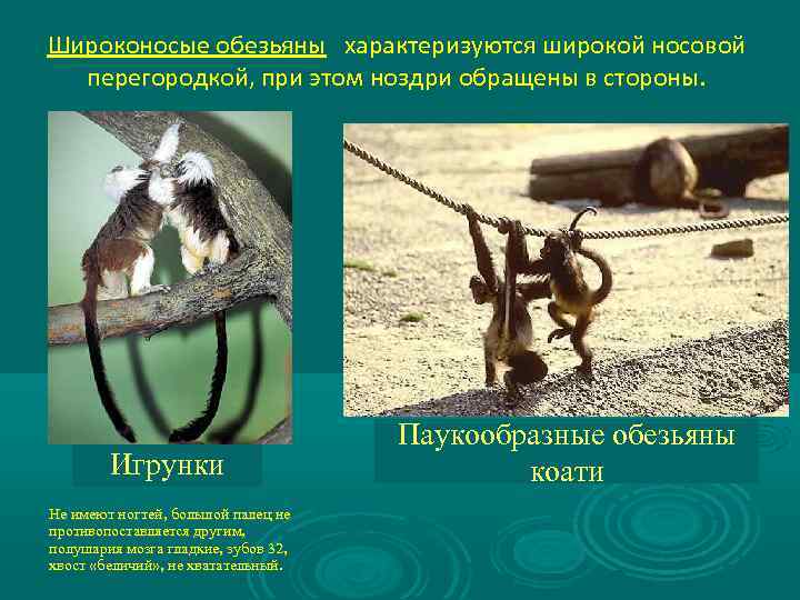 Широконосые обезьяны характеризуются широкой носовой перегородкой, при этом ноздри обращены в стороны. Игрунки Не