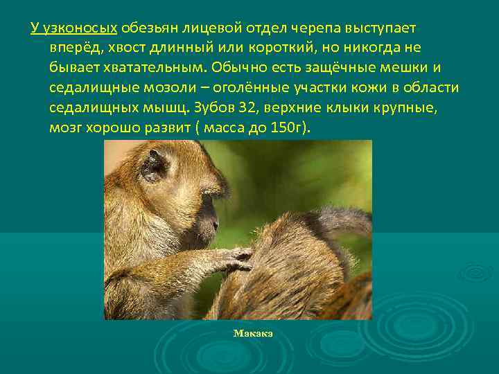 У узконосых обезьян лицевой отдел черепа выступает вперёд, хвост длинный или короткий, но никогда