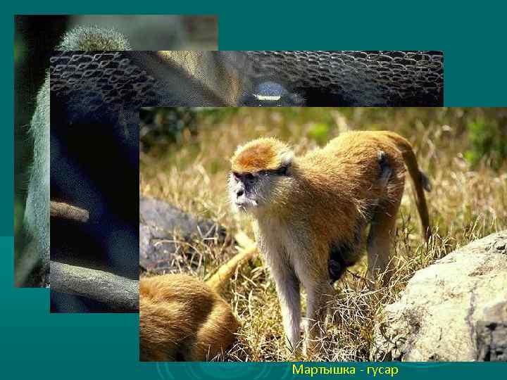 Мартышка зелёная Мартышка Диана Мартышка - гусар 