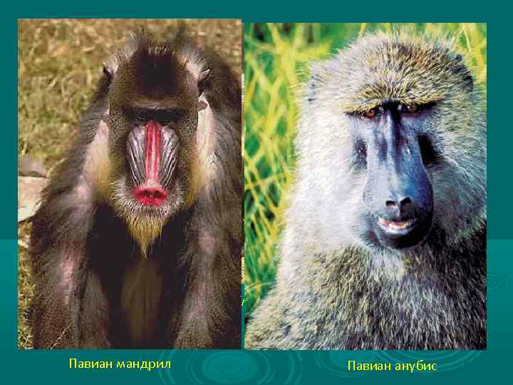 Павиан гамадрил Павиан мандрил Павиан анубис 