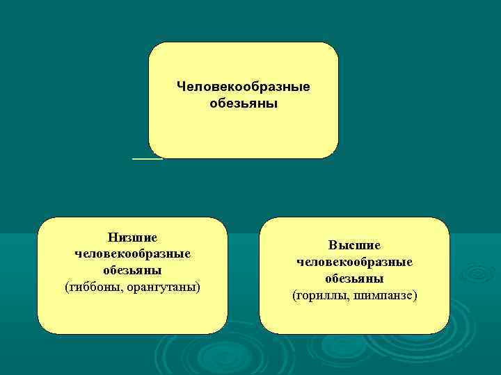 Человекообразные обезьяны Низшие человекообразные обезьяны (гиббоны, орангутаны) Высшие человекообразные обезьяны (гориллы, шимпанзе) 