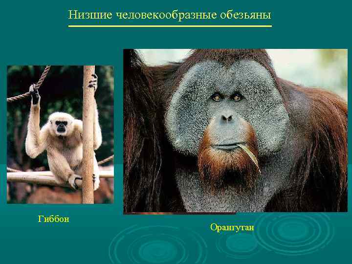 Низшие человекообразные обезьяны Гиббон Орангутан 