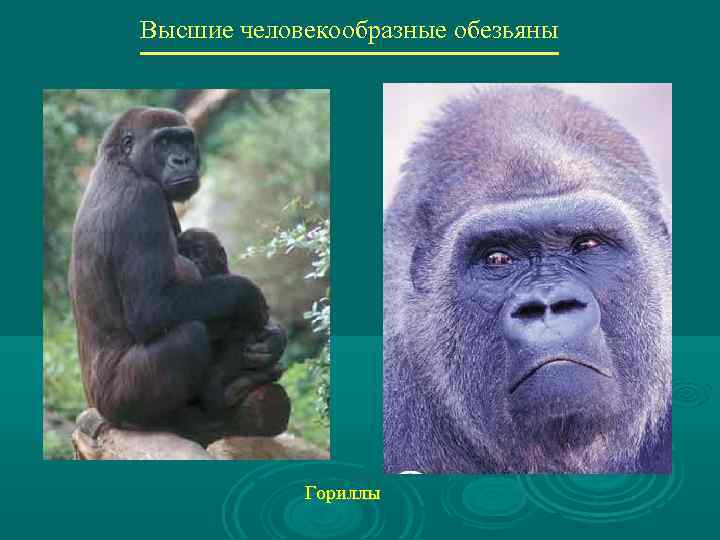 Высшие человекообразные обезьяны Гориллы 