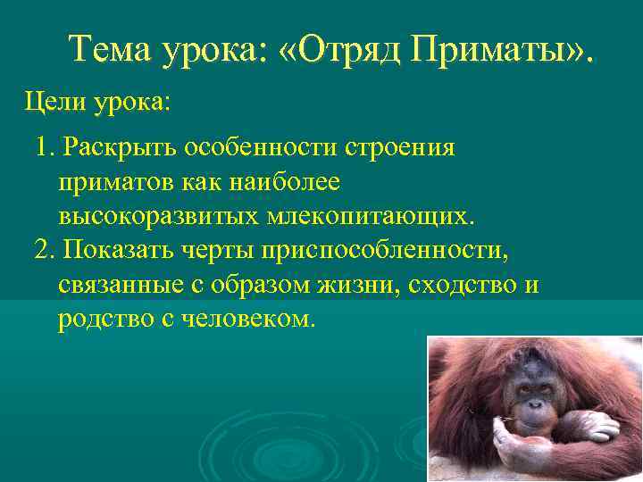 Тема урока: «Отряд Приматы» . Цели урока: 1. Раскрыть особенности строения приматов как наиболее