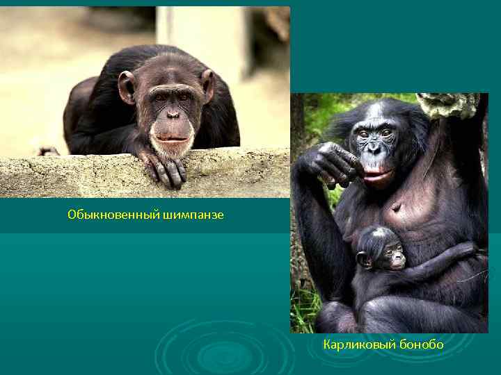 Обыкновенный шимпанзе Карликовый бонобо 