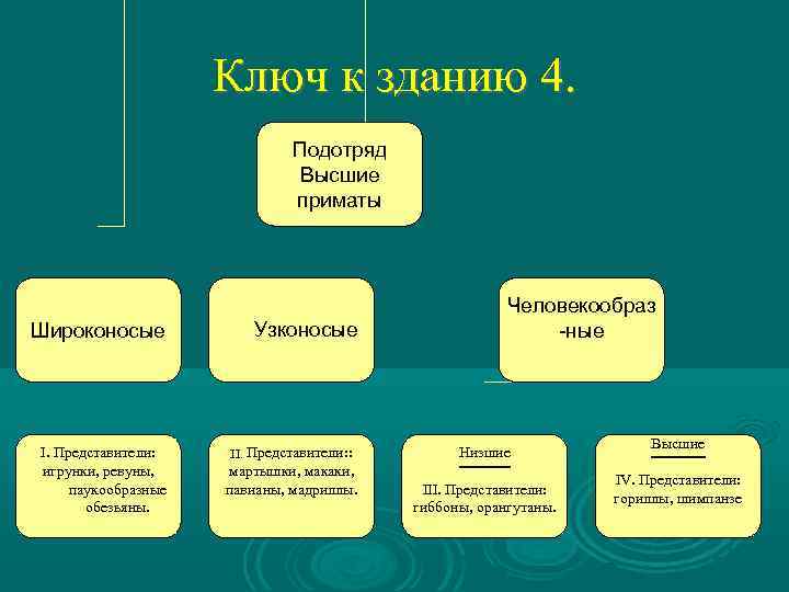 Ключ к зданию 4. Подотряд Высшие приматы Широконосые I. Представители: игрунки, ревуны, паукообразные обезьяны.